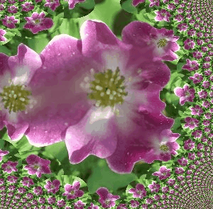 Traza Fractal