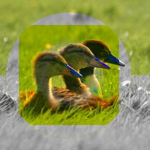 Example for layer mode HSV Saturation
